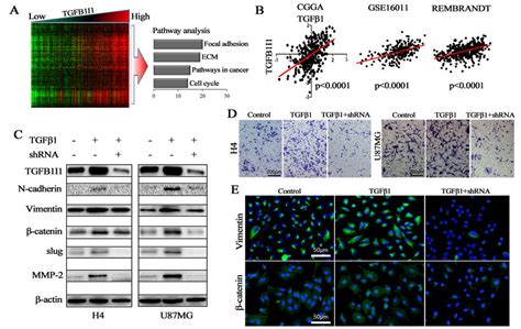tgf beta gene|TGFB1I1 Gene .